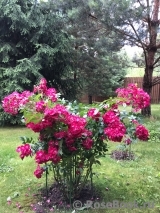 Marjorie Fair ® Marjorie Fair ®