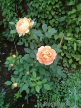 Lady of Shalott Lady of Shalott