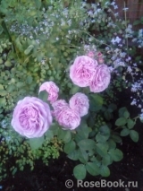 Lavender Ice Lavender Ice