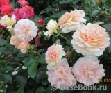 Sangerhauser Jubilaumsrose Sangerhauser Jubilaumsrose