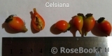 Celsiana Celsiana