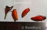 Quatre Saisons Quatre Saisons