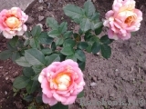 Rose des Cisterciens Rose des Cisterciens