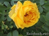 Persian Yellow Persian Yellow