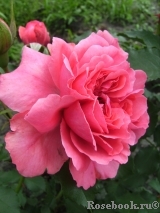 Rosarium Uetersen Rosarium Uetersen
