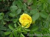 Persian Yellow Persian Yellow