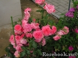 Rosarium Uetersen