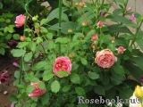 Jubilee Celebration®