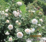 Crocus Rose® Crocus Rose®