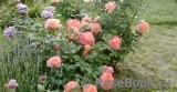 Augusta Luise Augusta Luise