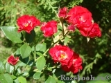 Scarlet Meillandecor Scarlet Meillandecor