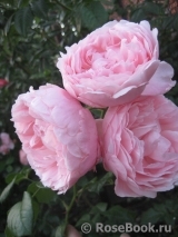 Strawberry Hill Strawberry Hill