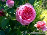 La Rose de Molinard ® La Rose de Molinard ®