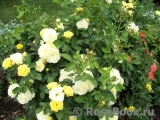 Golden Border Golden Border