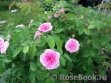 Gertrude Jekyll Gertrude Jekyll