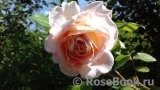 Abraham Darby