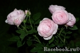 Hans Gonewein Rose Hans Gonewein Rose