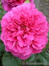 Princess Anne Princess Anne