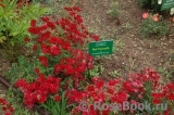 Red Cascade Red Cascade