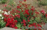 Red Cascade Red Cascade