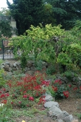 Red Cascade Red Cascade