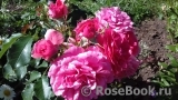 Rosarium Uetersen