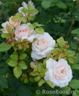 Crocus Rose® Crocus Rose®