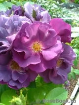 Rhapsody in Blue Rhapsody in Blue