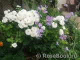 Aspirin Rose Aspirin Rose