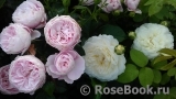 Hans Gonewein Rose Hans Gonewein Rose