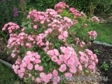 Heavenly Pink Heavenly Pink