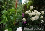 Madame Anisette ® Madame Anisette ®