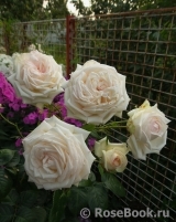 Madame Anisette ® Madame Anisette ®