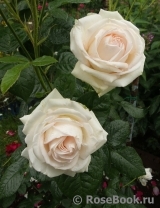 Madame Anisette ® Madame Anisette ®