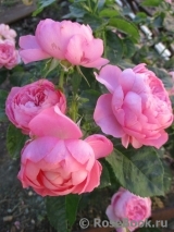 Pomponella Pomponella