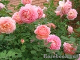 Jubilee Celebration® Jubilee Celebration®