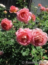 Jubilee Celebration® Jubilee Celebration®