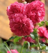 Gertrude Jekyll Gertrude Jekyll
