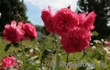 Gertrude Jekyll Gertrude Jekyll