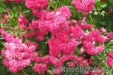 Excelsa Excelsa