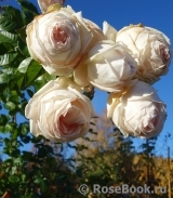 Madame Anisette ® Madame Anisette ®
