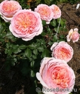 Abraham Darby Abraham Darby