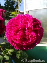 Falstaff® Falstaff®