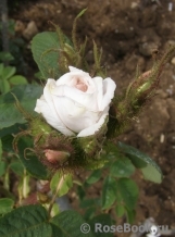 Blanche Moreau Blanche Moreau