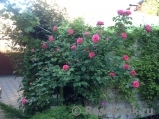 Rosarium Uetersen Rosarium Uetersen
