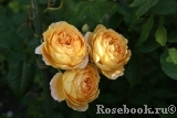 Crown Princess Margareta® Crown Princess Margareta®