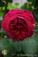 Falstaff® Falstaff®