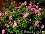Princess Alexandra of Kent Princess Alexandra of Kent