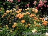Lady of Shalott Lady of Shalott