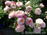 Constance Constance